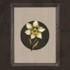 Narcissus Flower Gothic & Nordic Poster