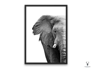 Elephant Monochrome Poster