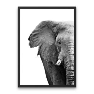 Elephant Monochrome Poster