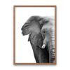 Elephant Monochrome Poster - Image 5