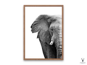 Elephant Monochrome Poster - Image 5