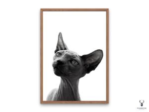 Sphynx Cat Monochrome Poster - Image 5