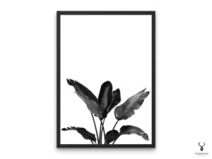 Strelitzia Monochrome Poster