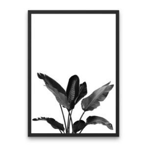 Strelitzia Monochrome Poster