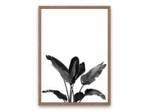 Strelitzia Monochrome Poster - Image 5