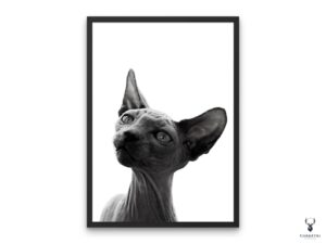 Sphynx Cat Monochrome Poster