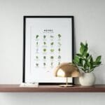 Herb plants and shrubs chart for kitchen wall decor